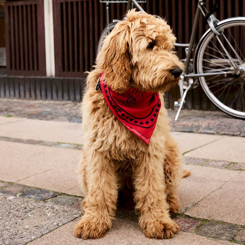 Dogs Scarf Light Blue - Image 2